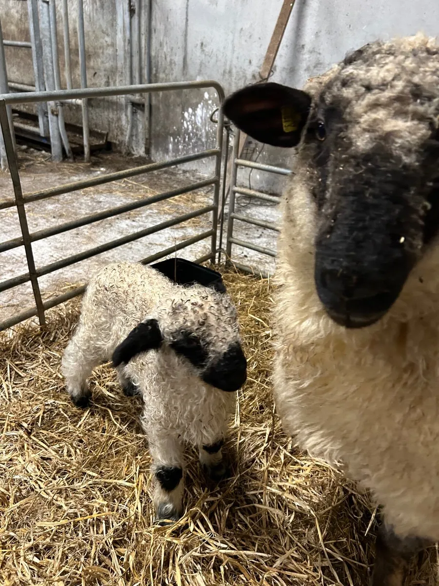 Valais Xbred ewe lambs for sale - Image 4