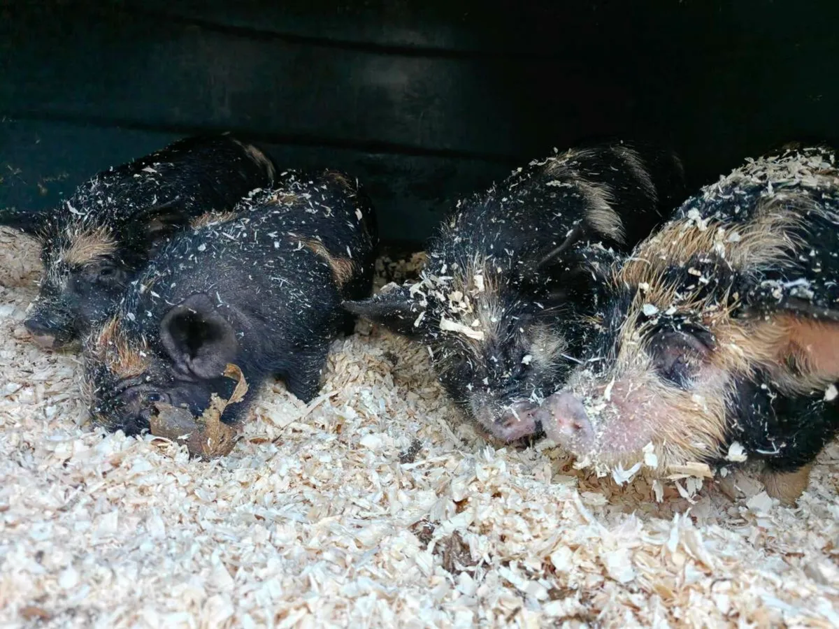 KuneKune Piglets 3 Boars left Price drop - Image 4