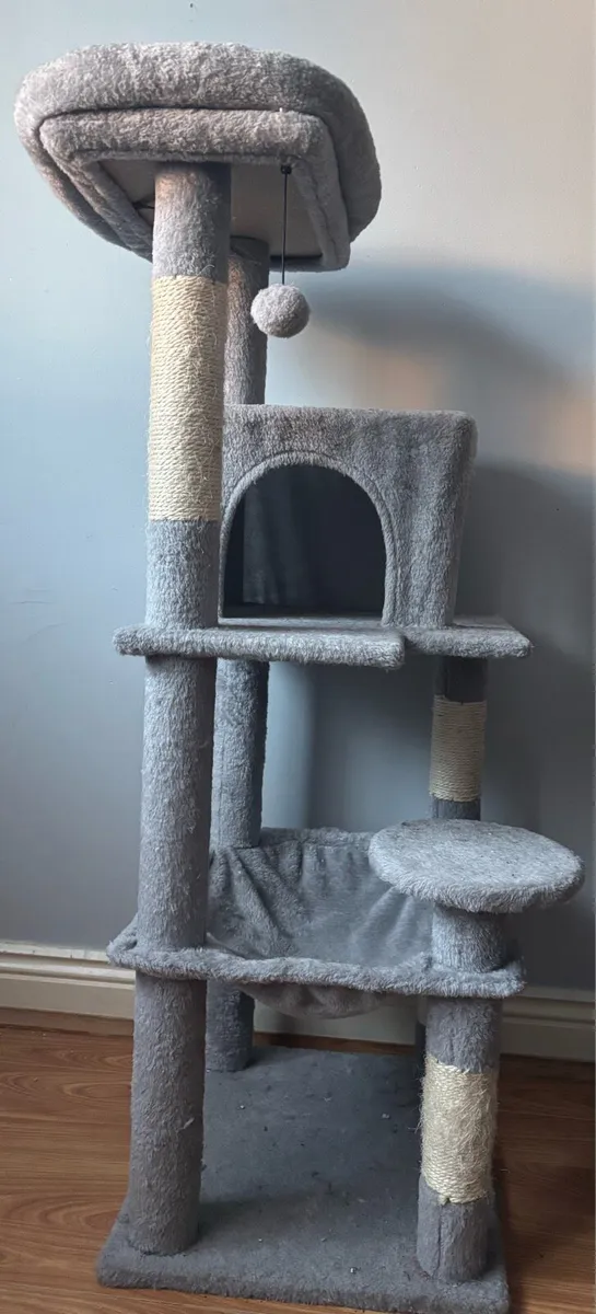 6 Month Old Kitten + Cat Tree and A Carrier Bag - Image 2