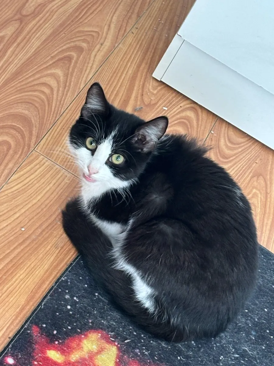 6 Month Old Kitten + Cat Tree and A Carrier Bag - Image 1