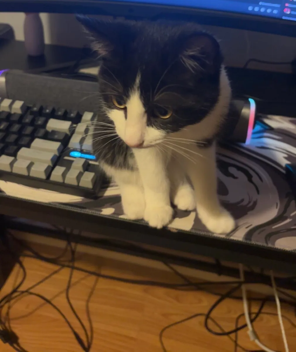 6 Month Old Kitten + Cat Tree and A Carrier Bag - Image 3