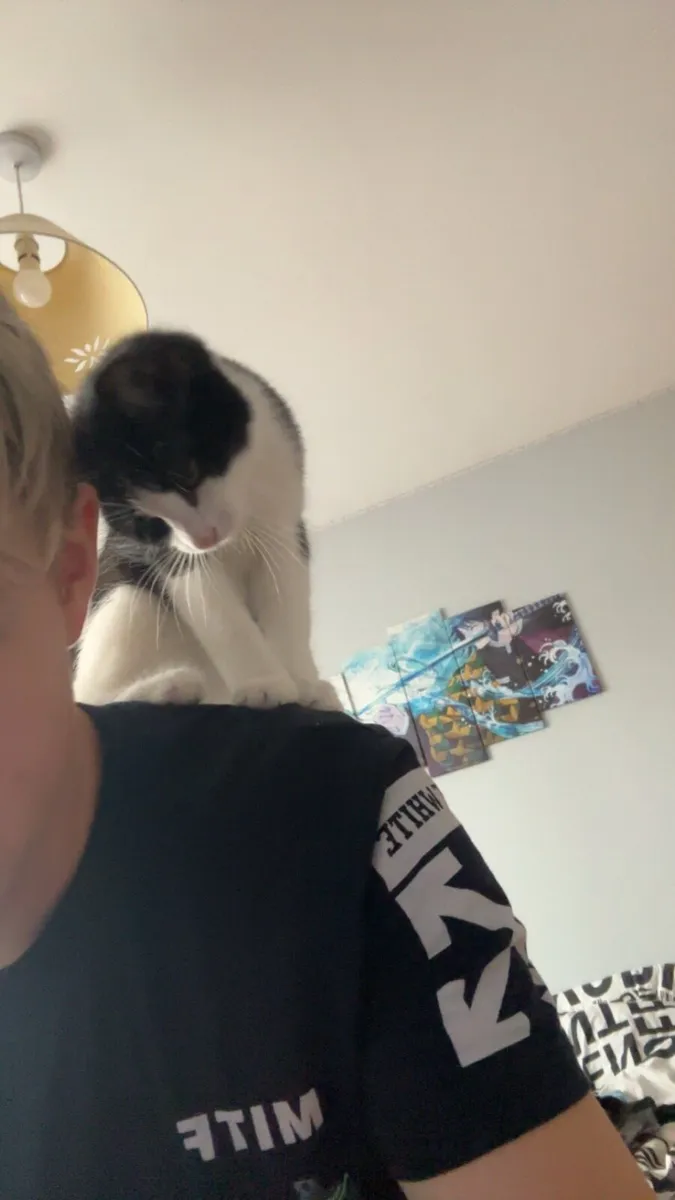 6 Month Old Kitten + Cat Tree and A Carrier Bag - Image 4