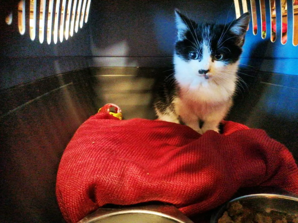 Kitten, free to good home - Image 1