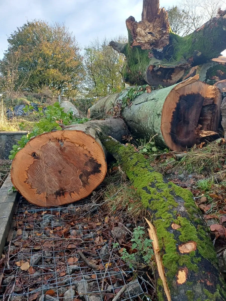 Beech Timber - Image 2