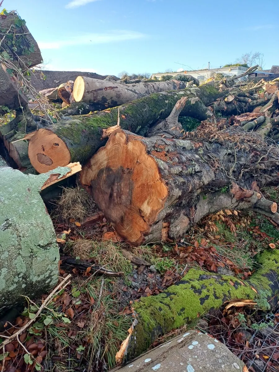 Beech Timber - Image 3