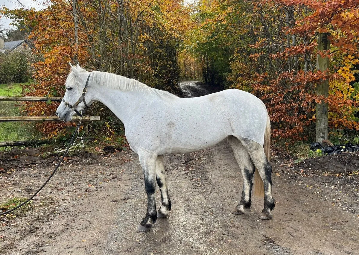 148cm 5yo Connemara - Image 1