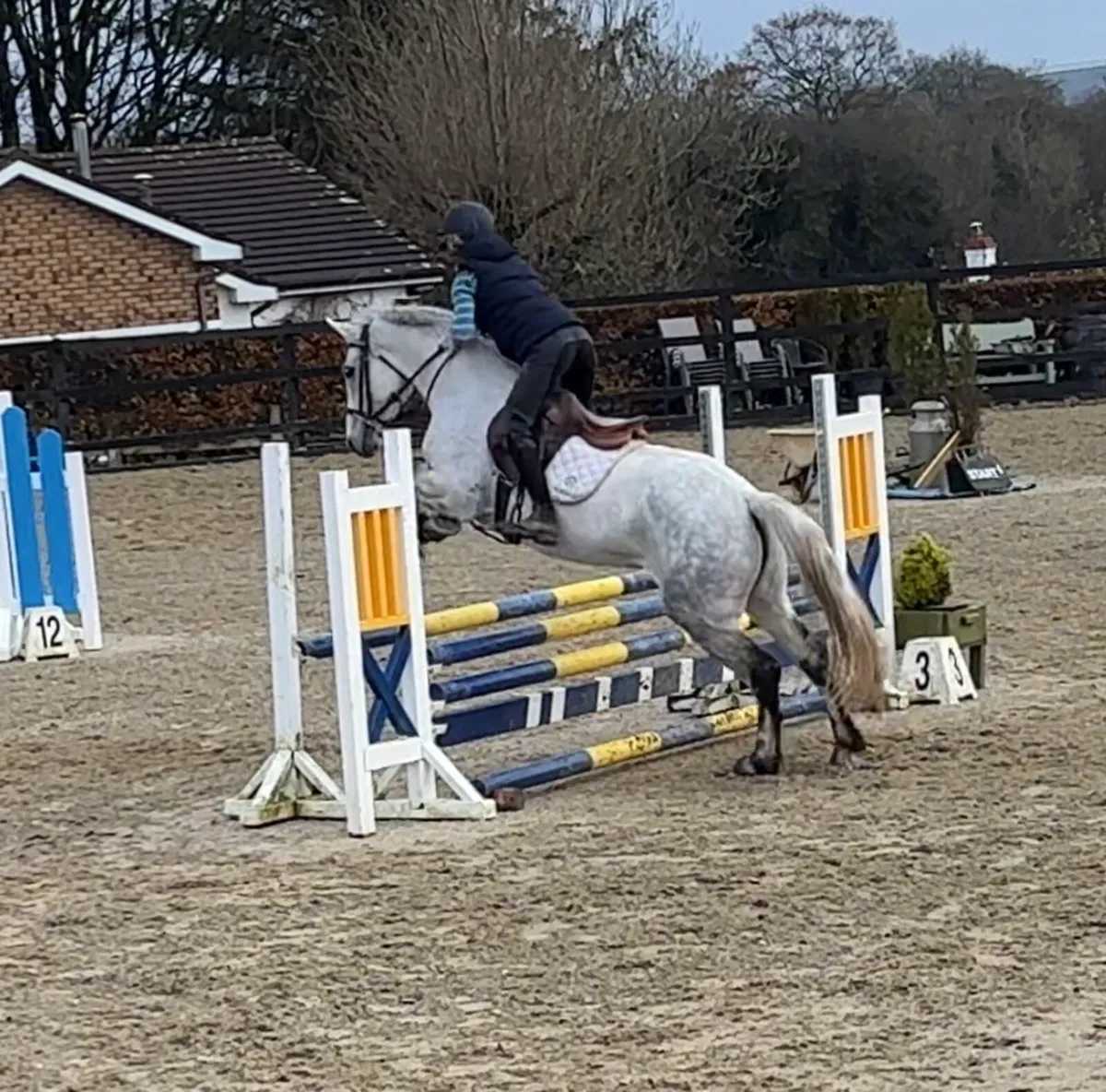 148cm 5yo Connemara - Image 3