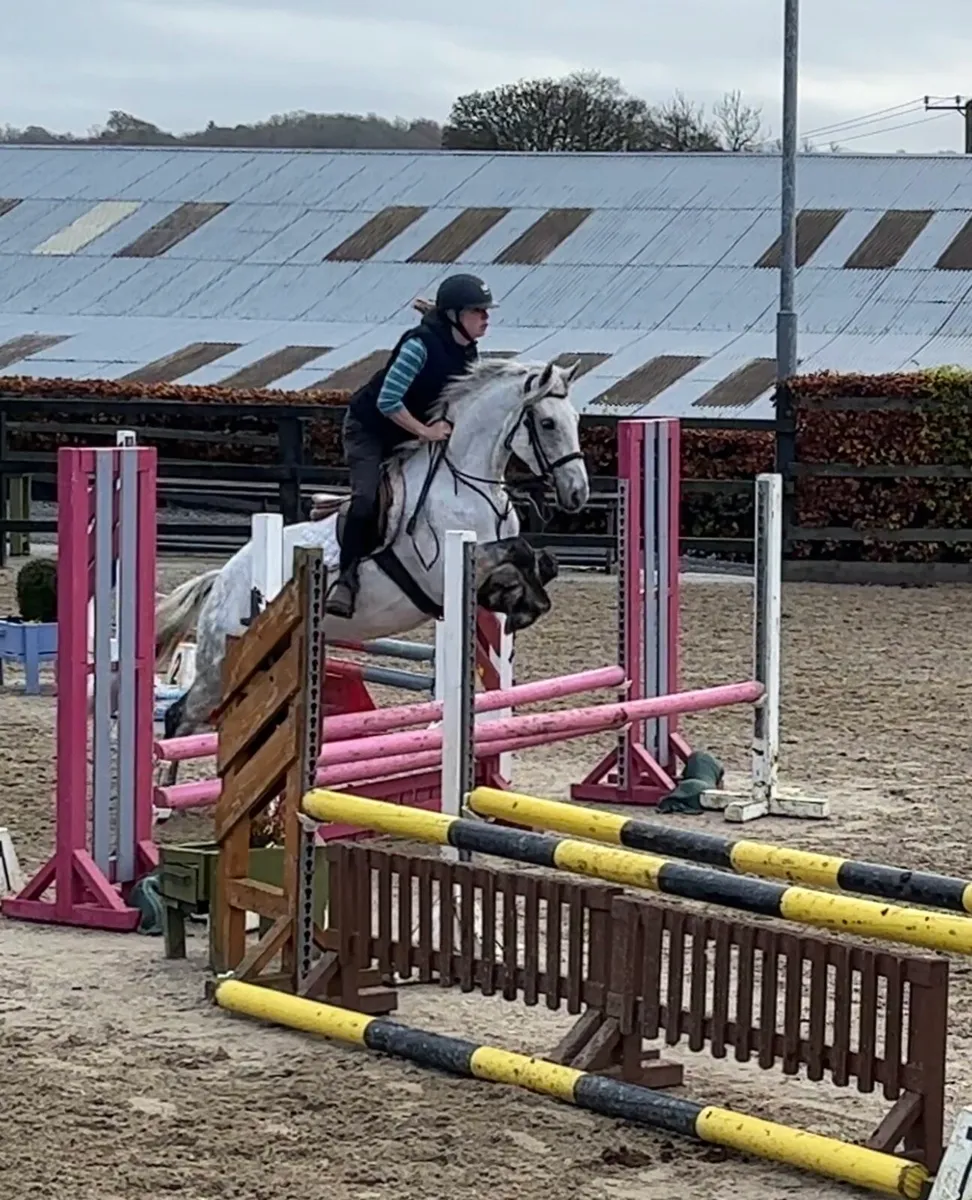 148cm 5yo Connemara - Image 4