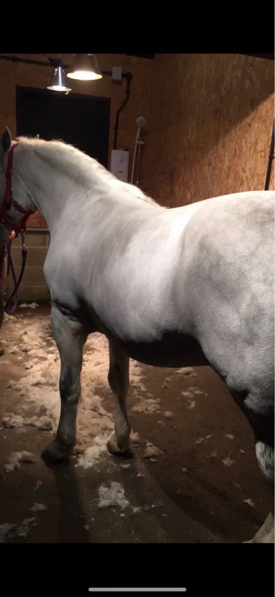 Clipping, plaiting and trimming Service Wexford - Image 1