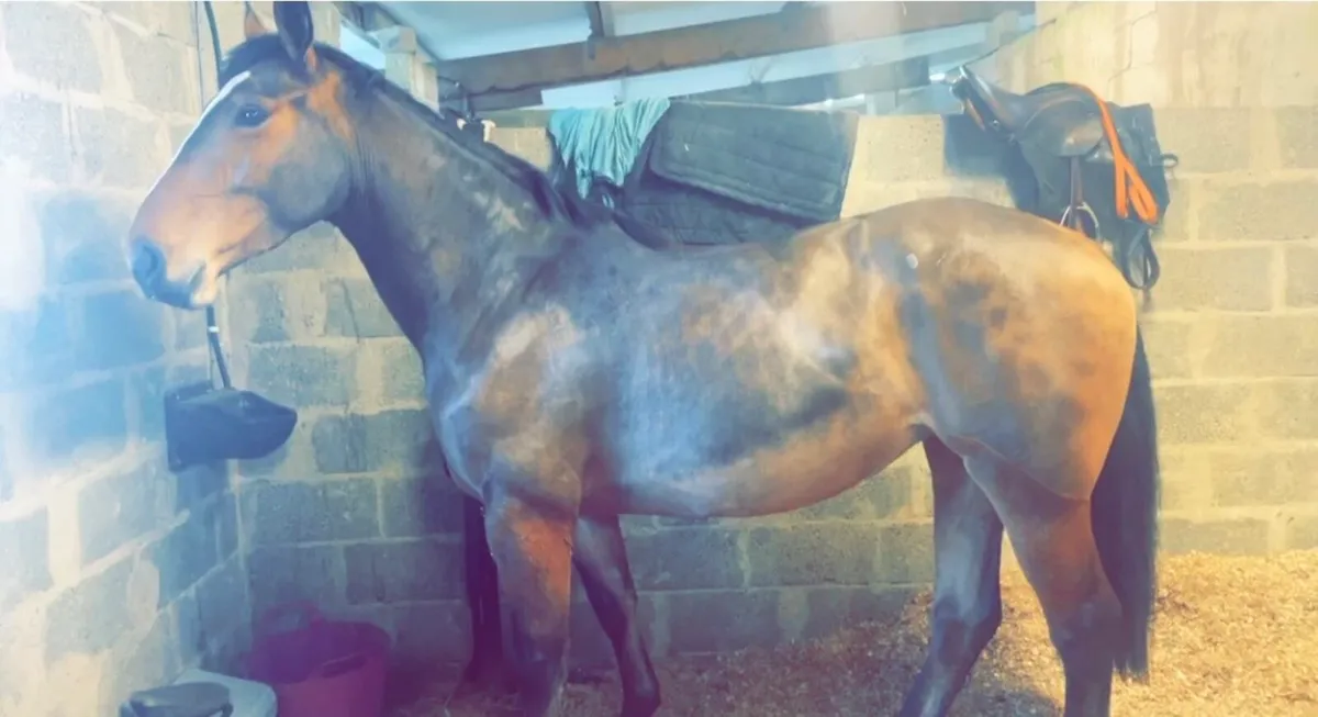 Clipping, plaiting and trimming Service Wexford - Image 2