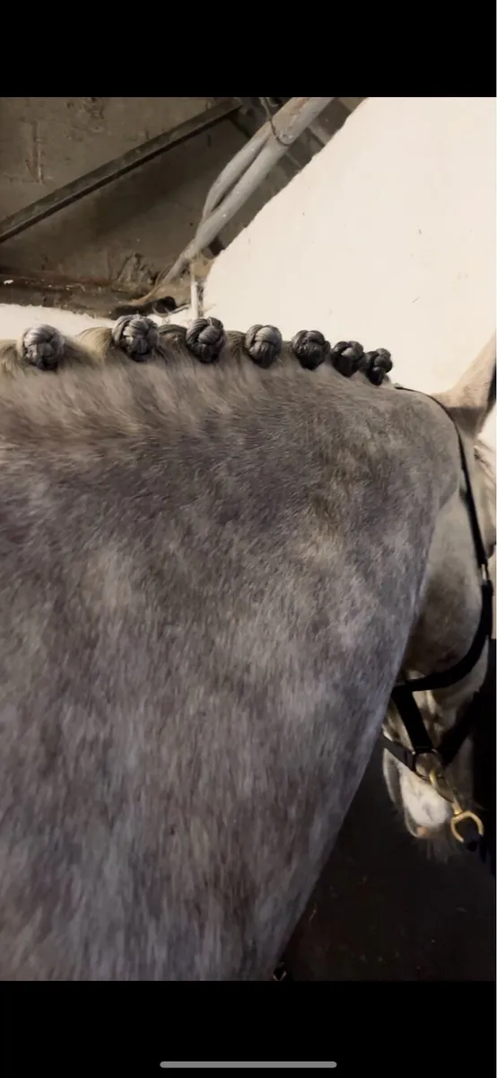 Clipping, plaiting and trimming Service Wexford - Image 3