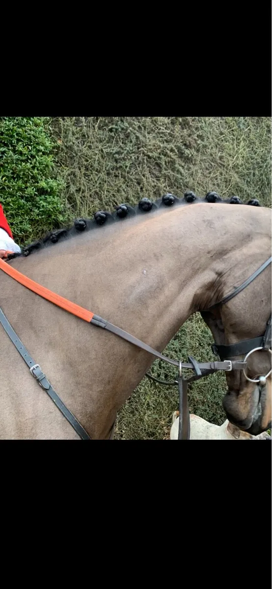 Clipping, plaiting and trimming Service Wexford - Image 4