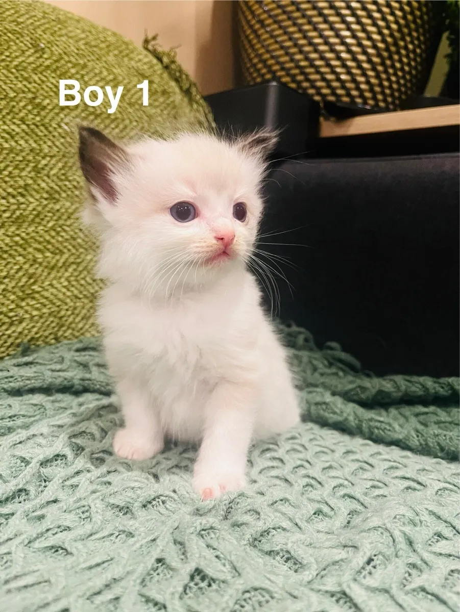 Pedigree Ragdoll Kitten - Image 2