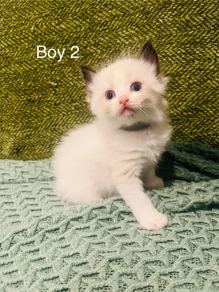 Pedigree Ragdoll Kitten - Image 3