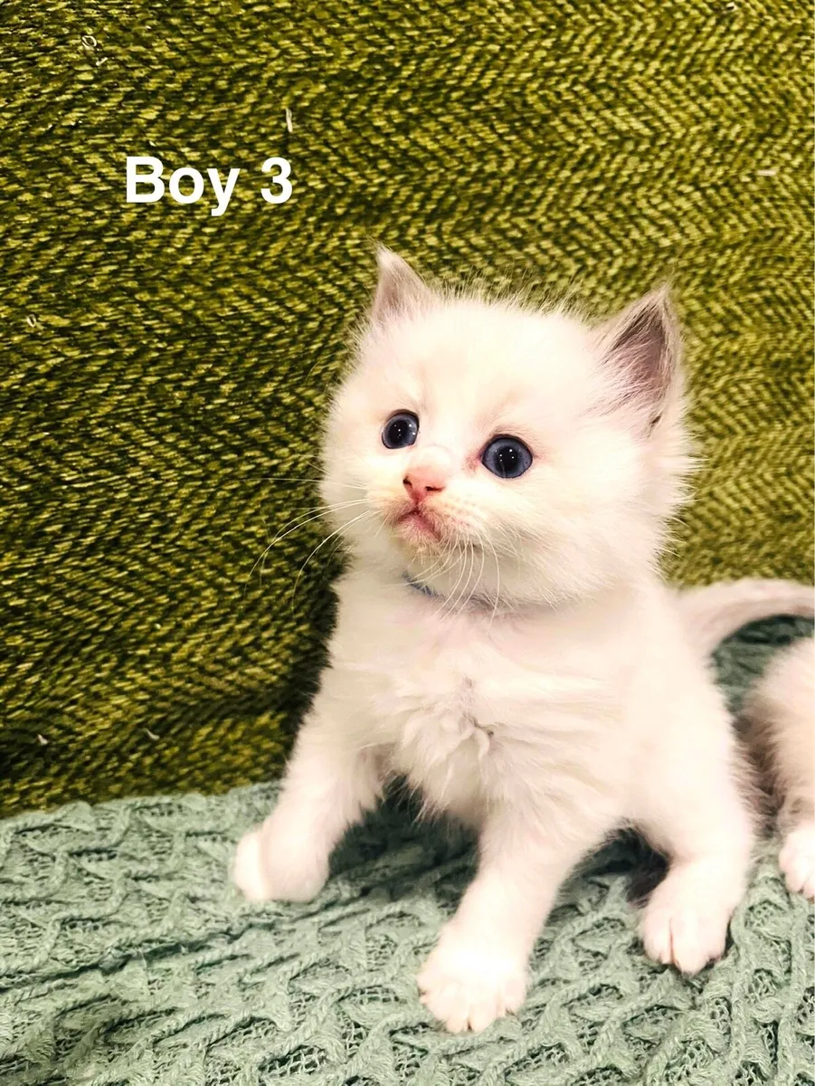 Pedigree Ragdoll Kitten - Image 4