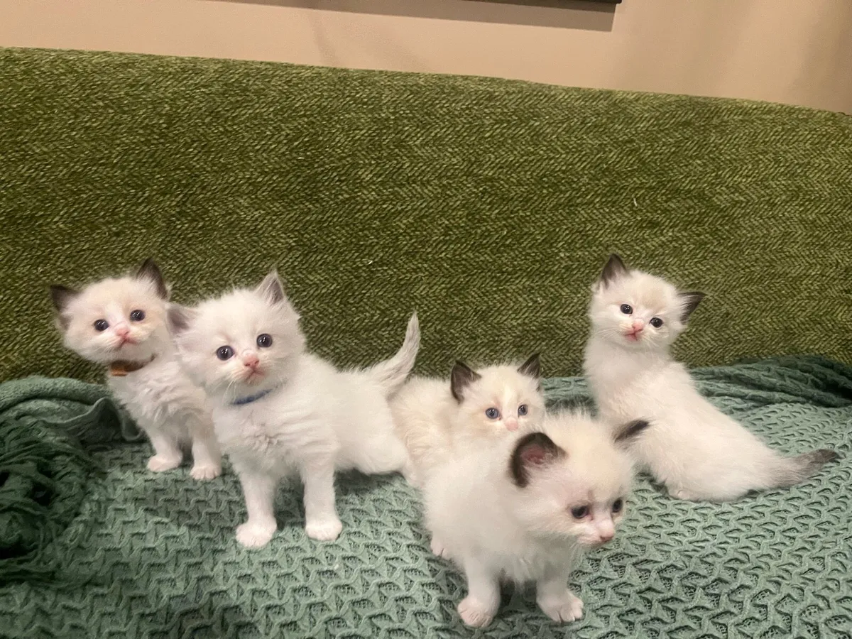 Pedigree Ragdoll Kitten - Image 1