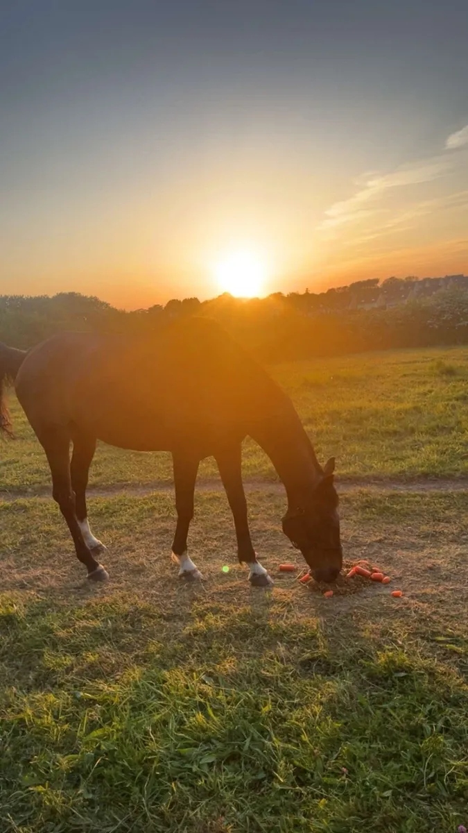 ✨Handsome 17.2hh Gelding ✨ - Image 1