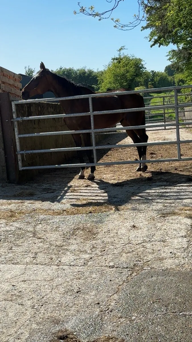 ✨Handsome 17.2hh Gelding ✨ - Image 2