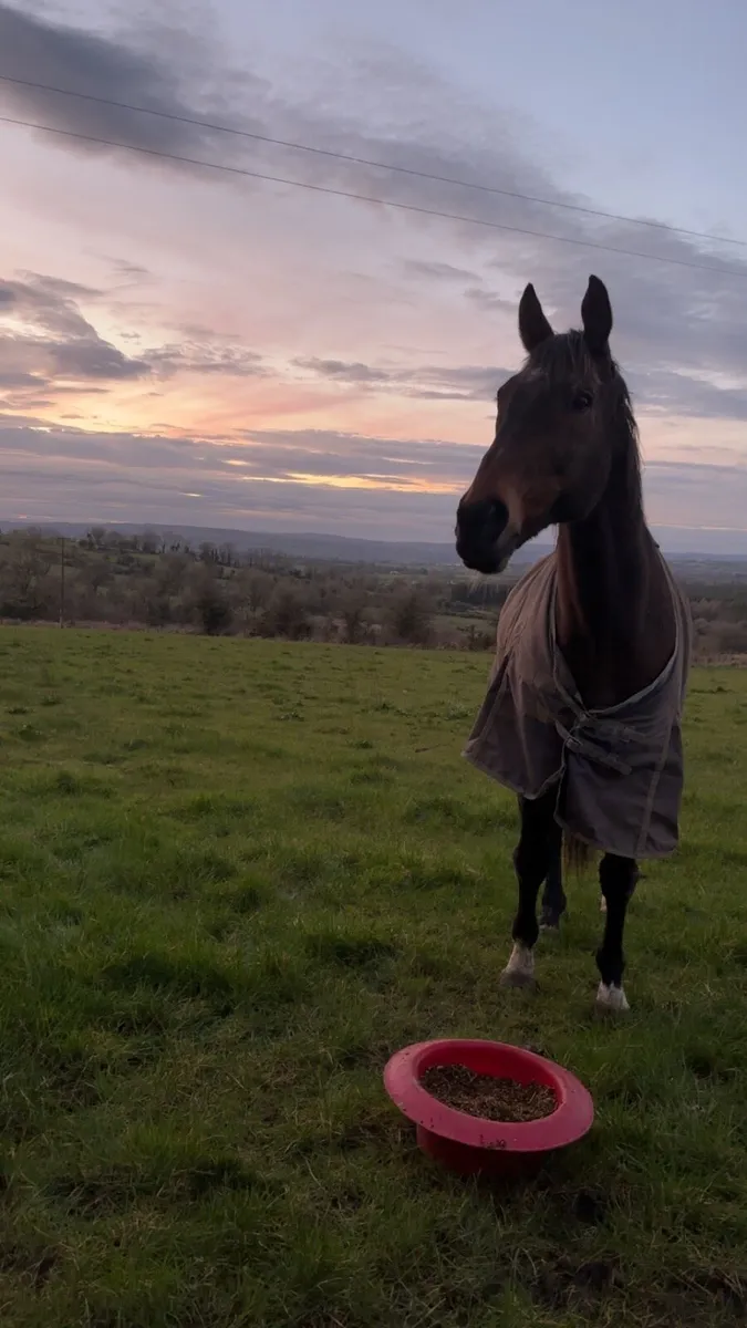 ✨Handsome 17.2hh Gelding ✨ - Image 3