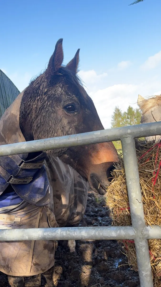✨Handsome 17.2hh Gelding ✨ - Image 4