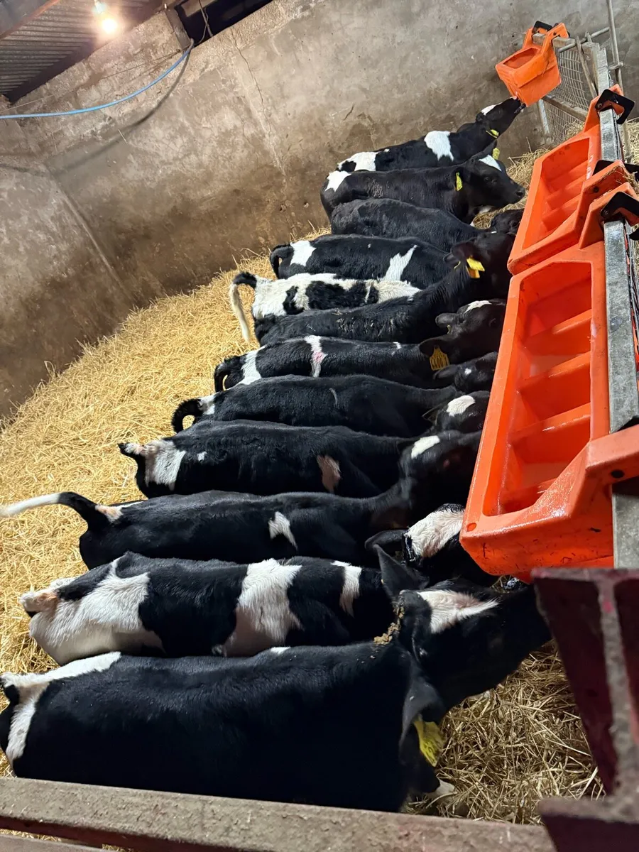 Fresian Bull Calves - Image 1