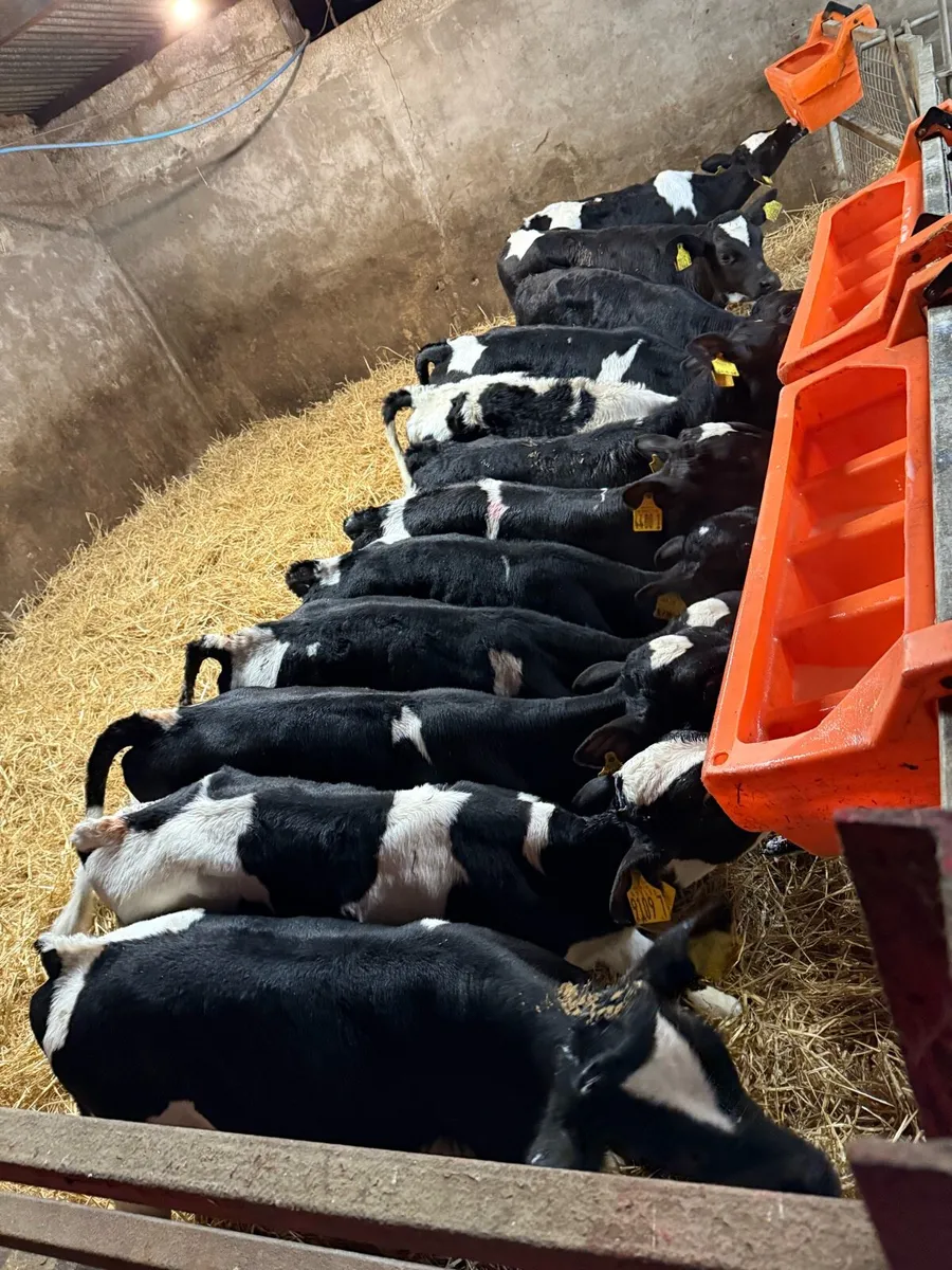 Fresian Bull Calves - Image 2