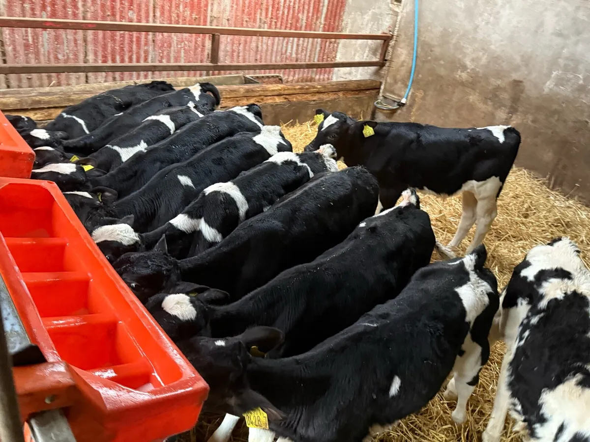 Fresian Bull Calves - Image 3