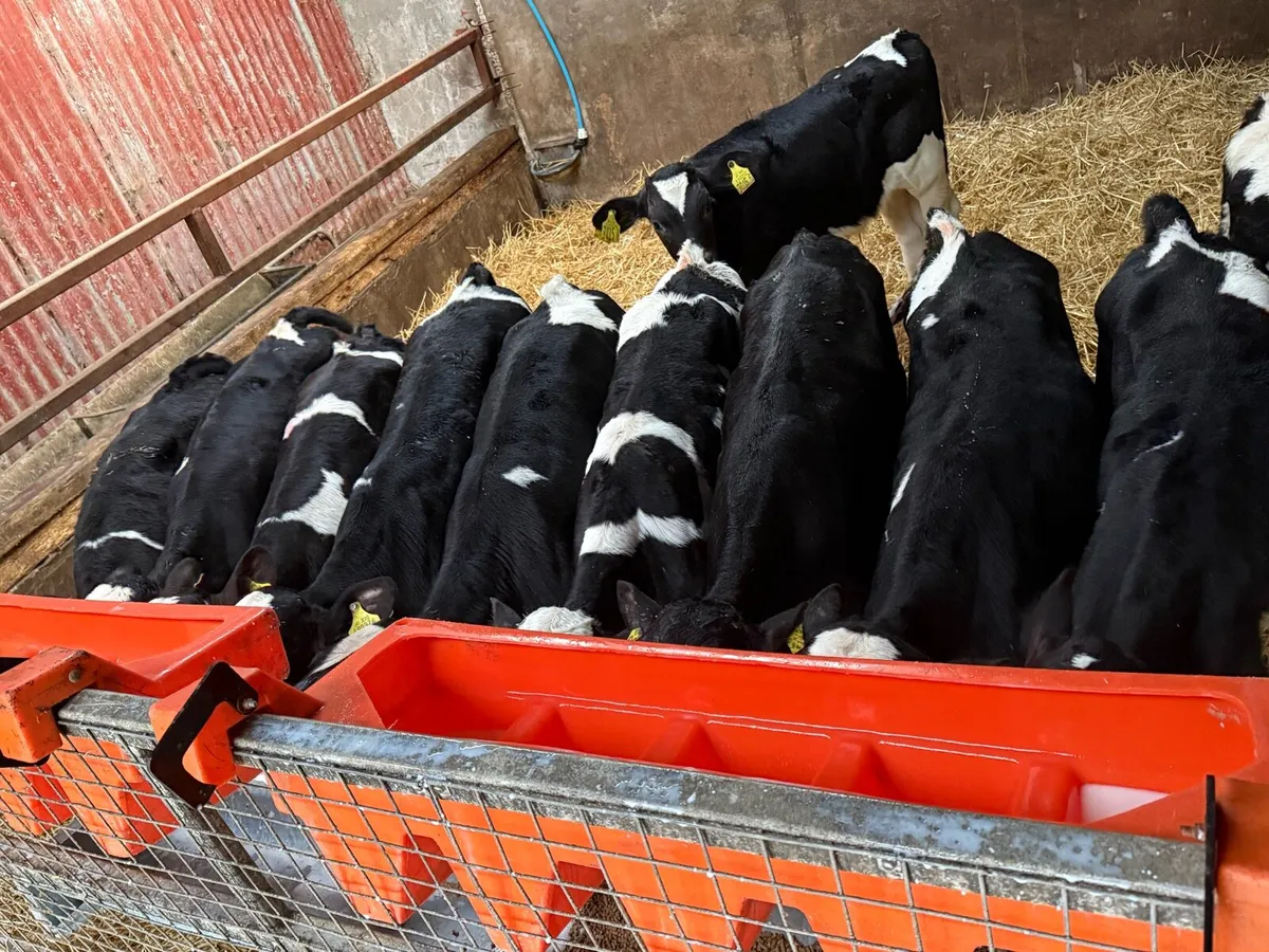 Fresian Bull Calves - Image 4