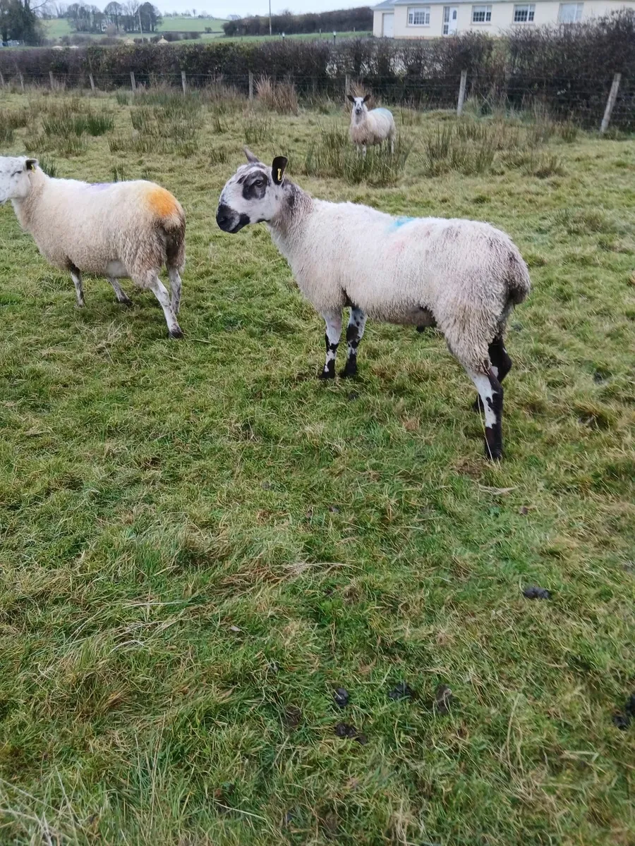 Hogget ram - Image 4