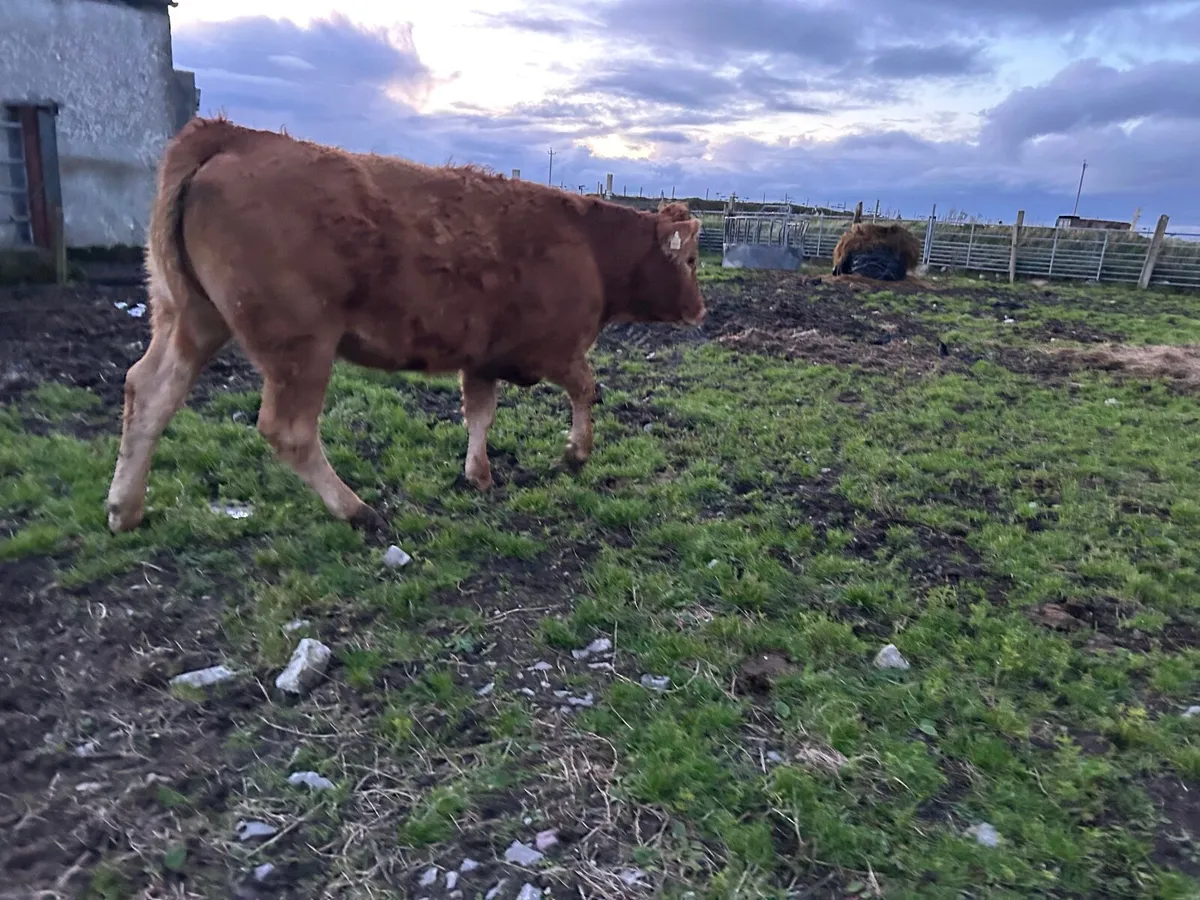 Organic  limousine heifer - Image 2