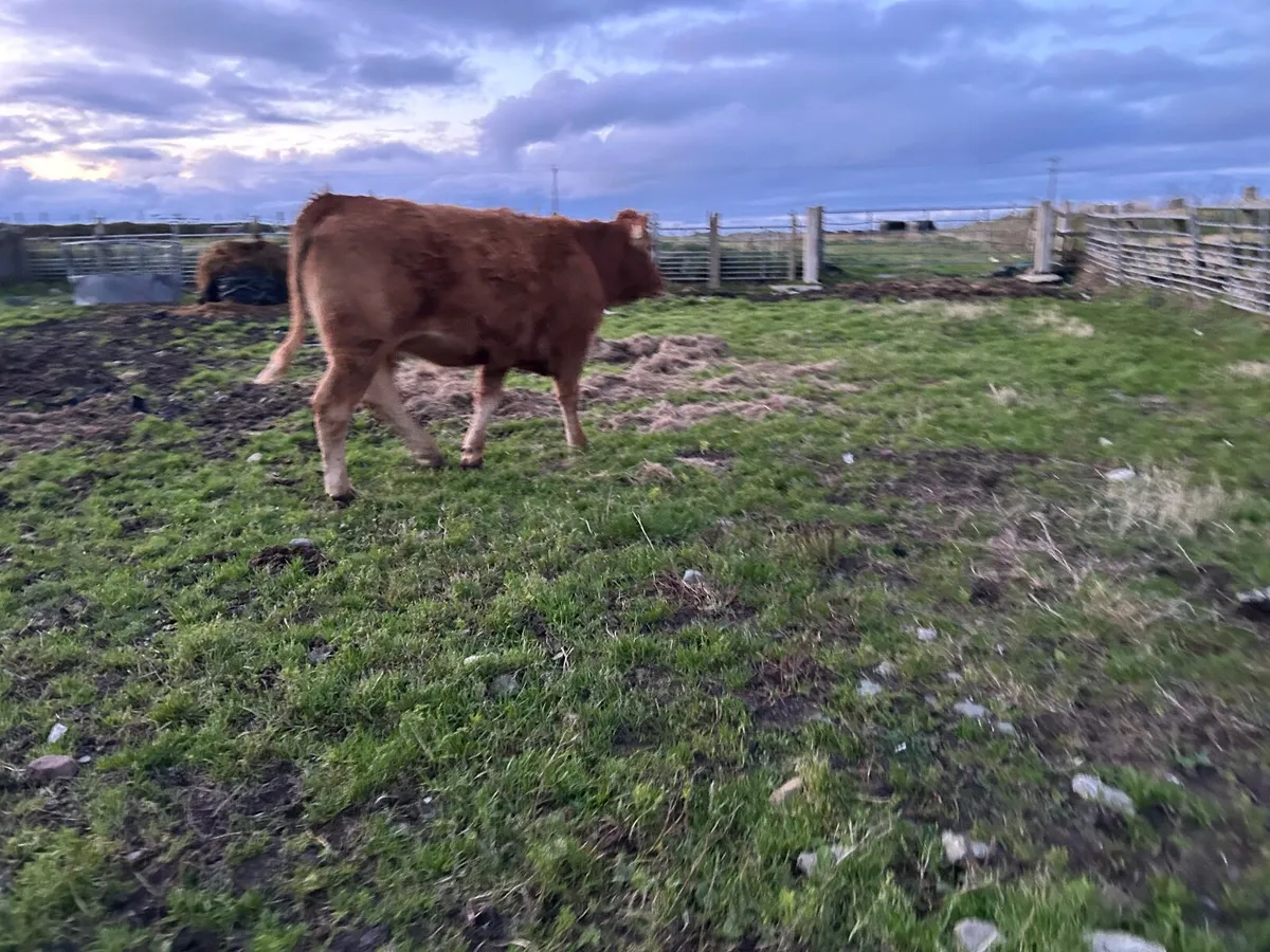 Organic  limousine heifer - Image 3