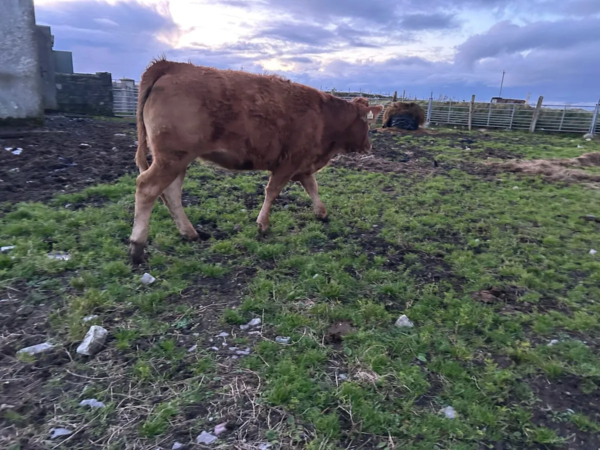 Organic  limousine heifer - Image 4