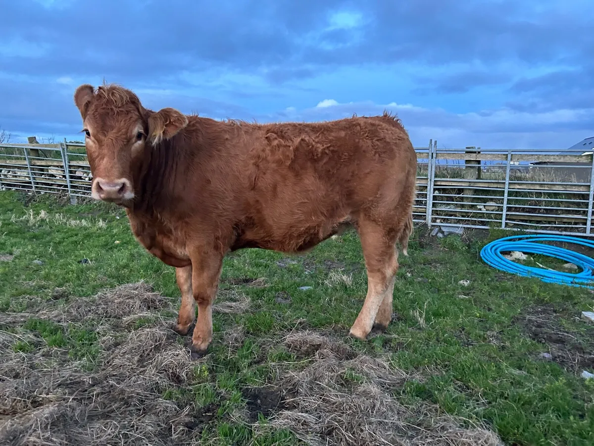 Organic  limousine heifer - Image 1