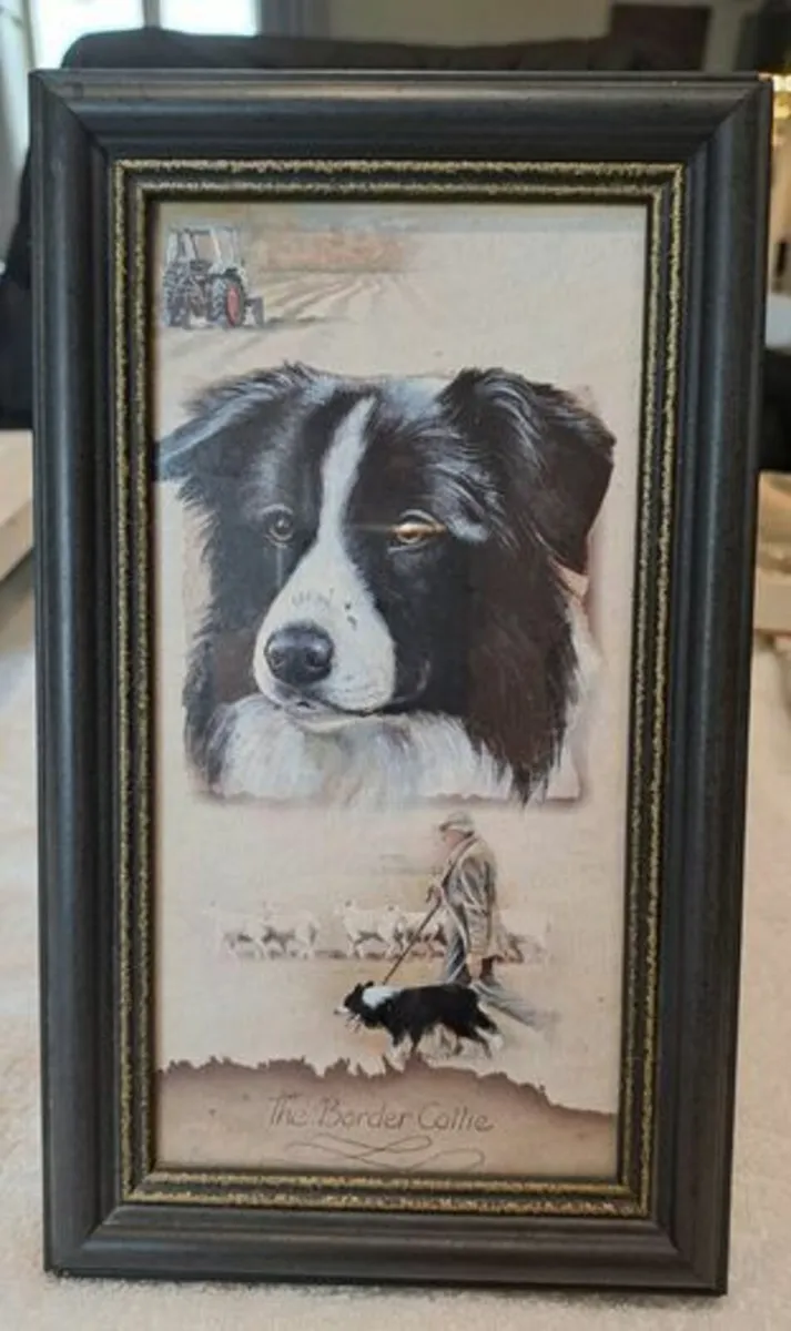 The Border Collie Picture - Image 1