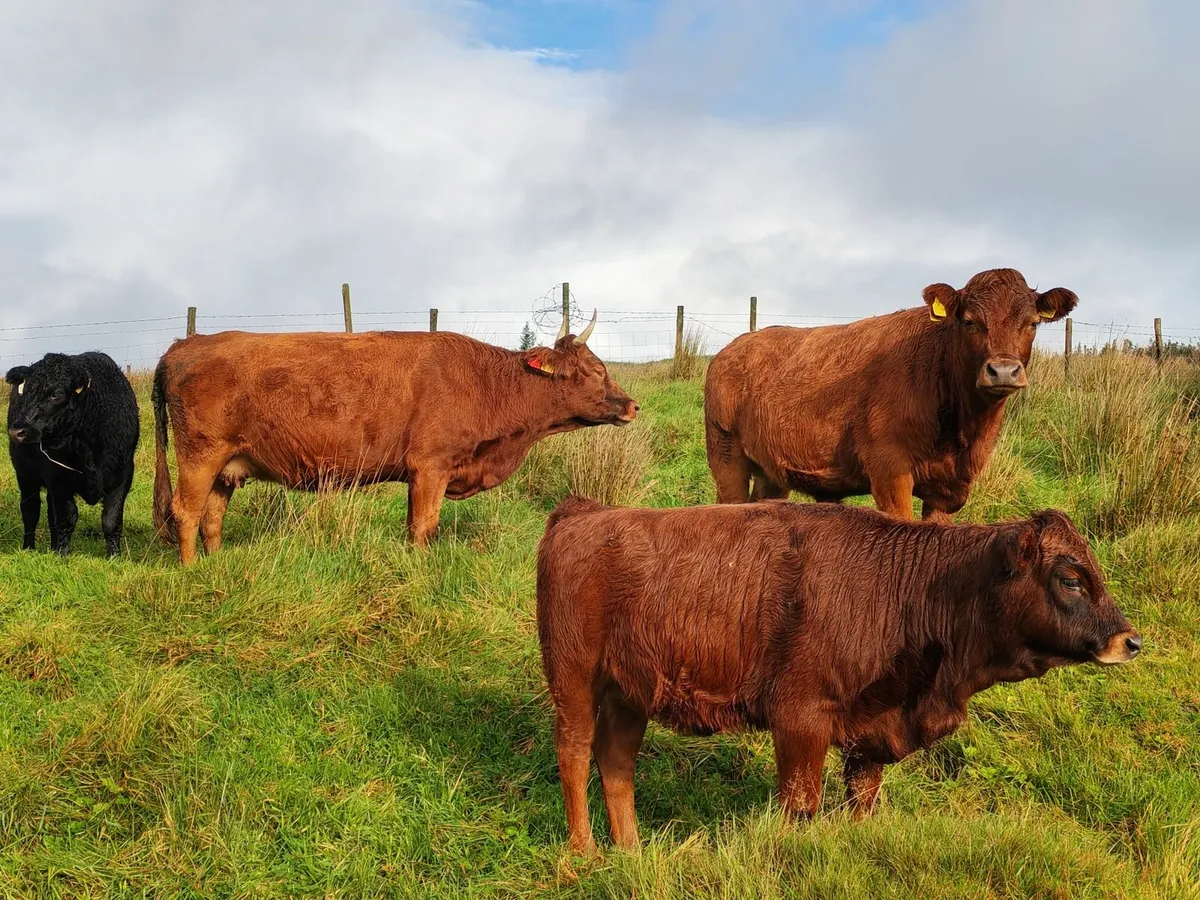 Organic Dexter cattle - Image 3