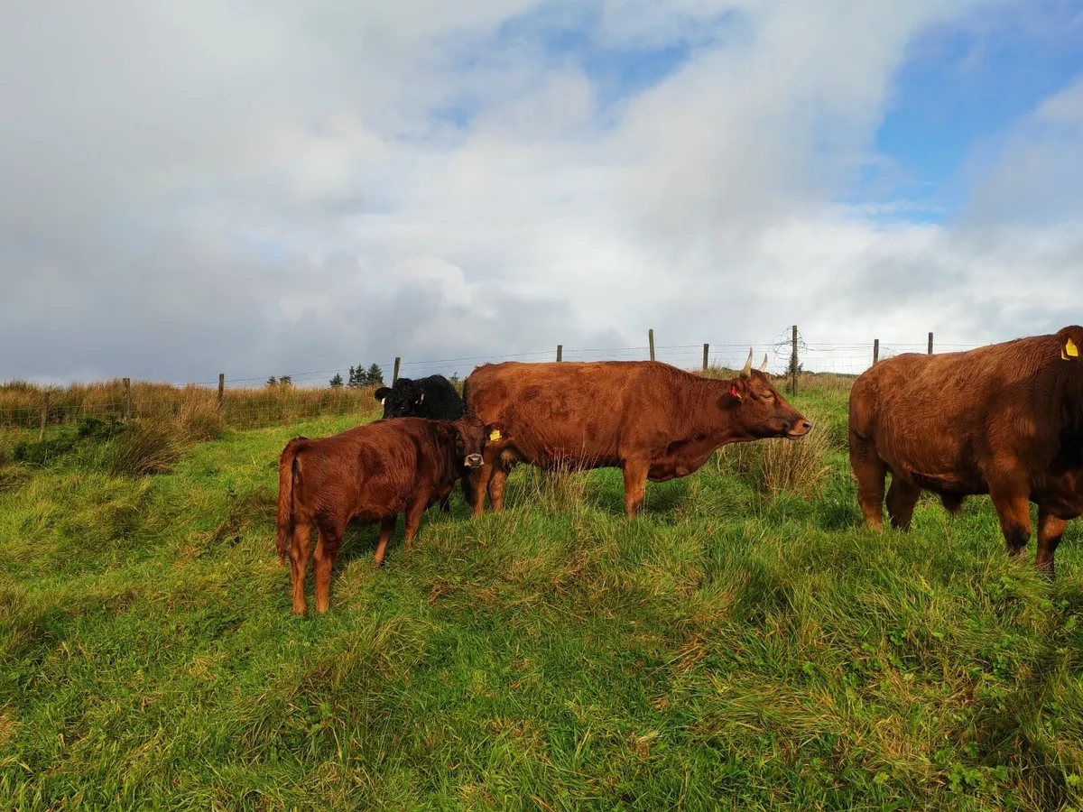 Organic Dexter cattle - Image 4