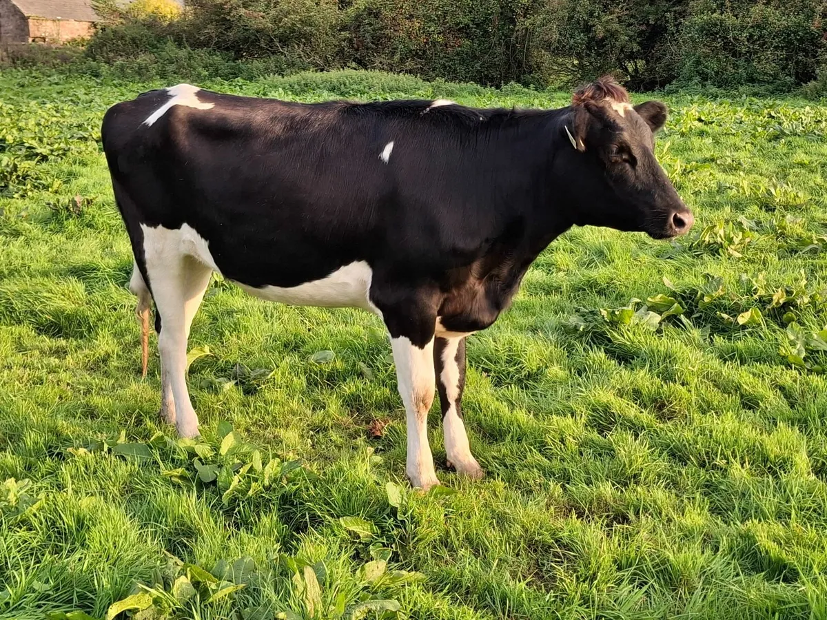 Incalf Heifers - Image 2