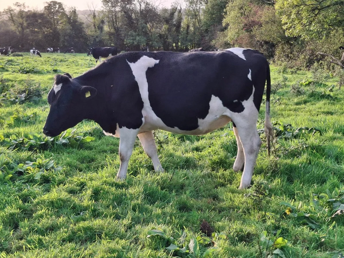 Incalf Heifers - Image 4