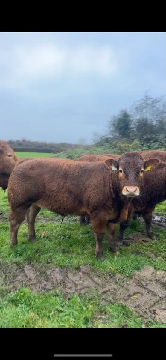 Lot 140-148 Limousin bulls for Gort mart - Image 2