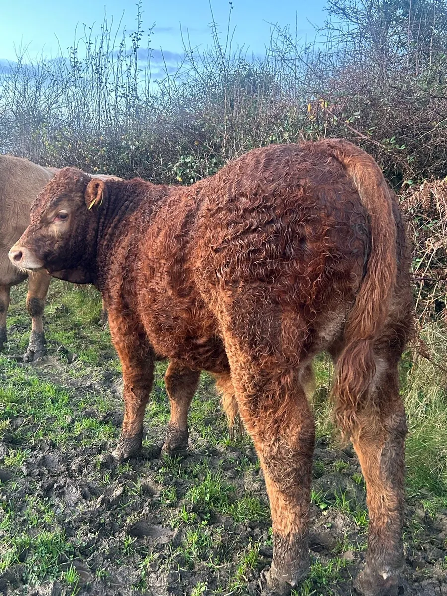 Lot 140-148 Limousin bulls for Gort mart - Image 3