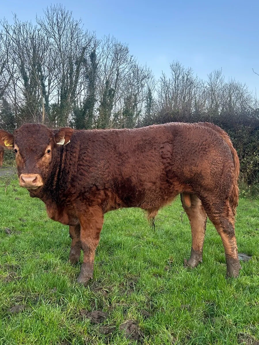 Lot 140-148 Limousin bulls for Gort mart - Image 1