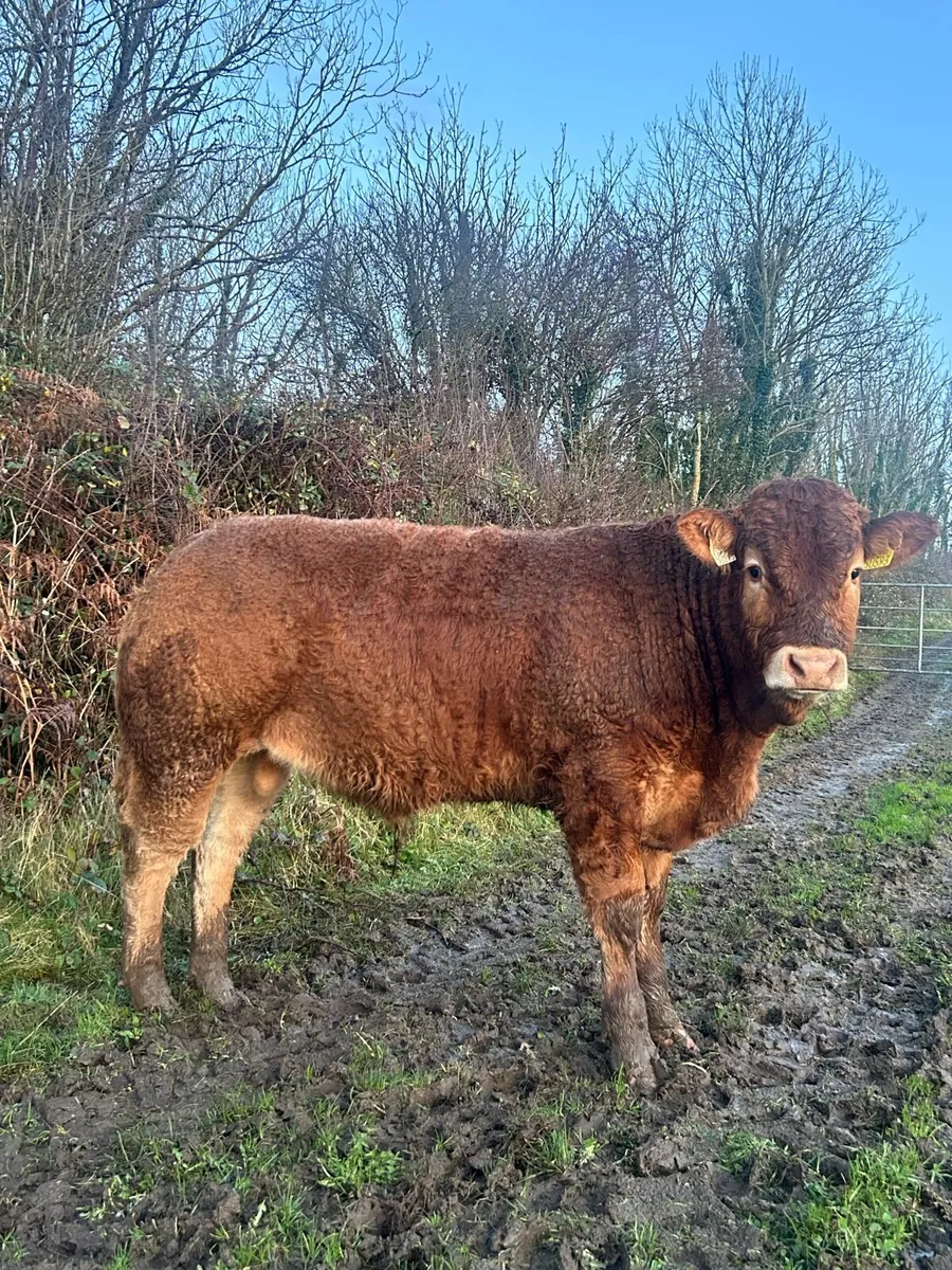 Lot 140-148 Limousin bulls for Gort mart - Image 4