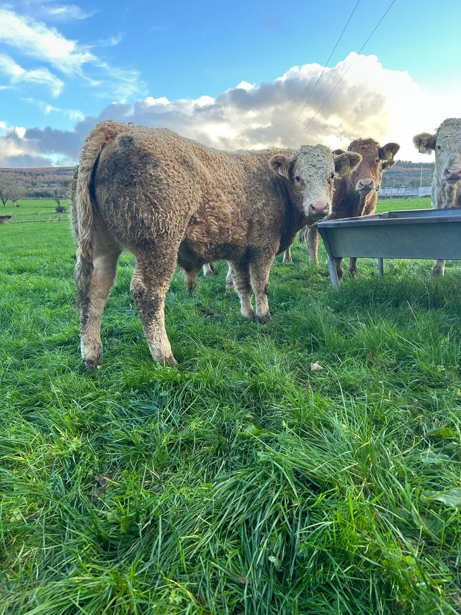 Top quality ch bulls - Image 1