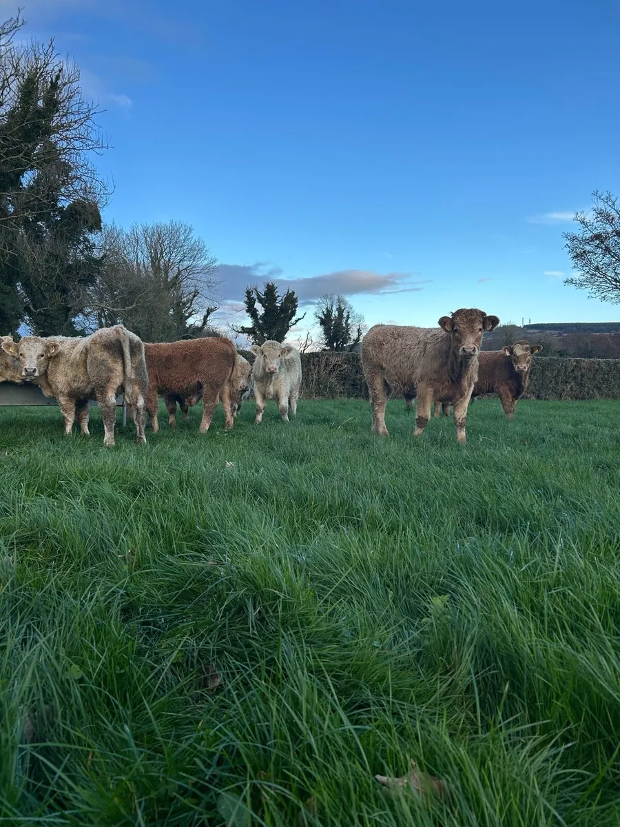 Top quality ch bulls - Image 3