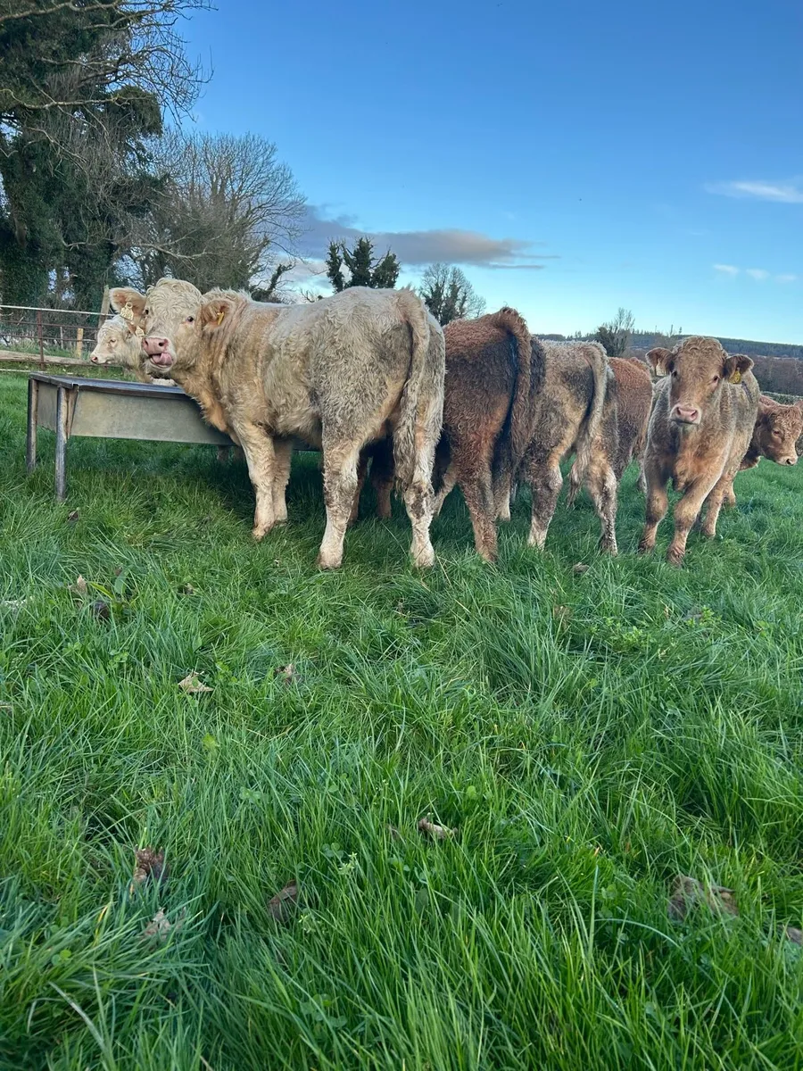 Top quality ch bulls - Image 4