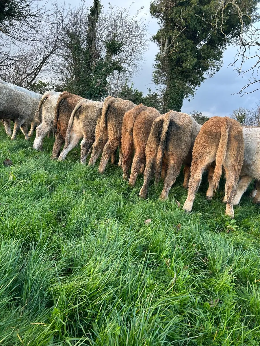 Top quality ch bulls - Image 2