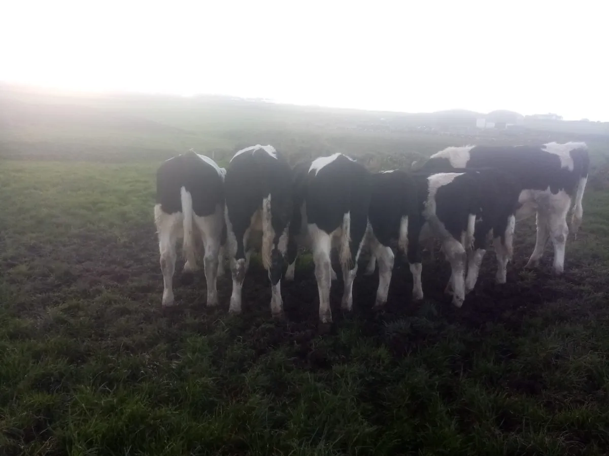 British Friesian bulls