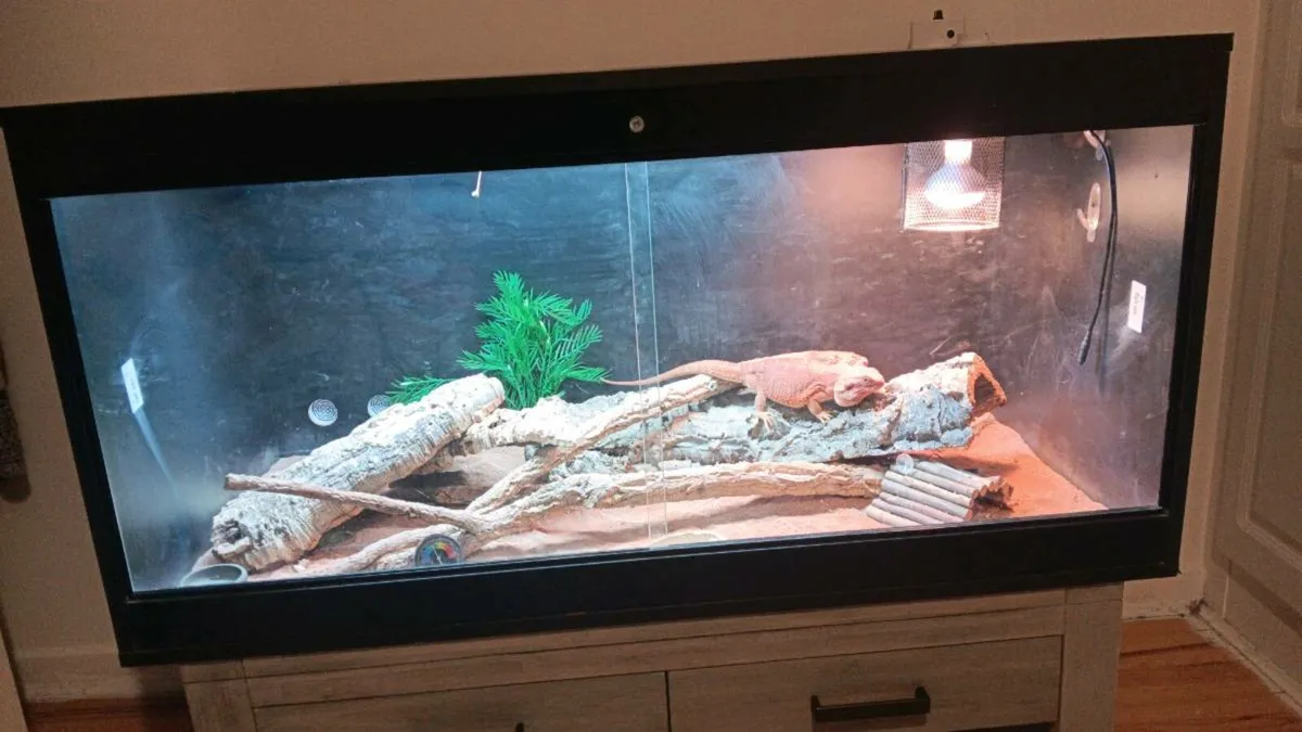 Beardie and enclosure - Image 1