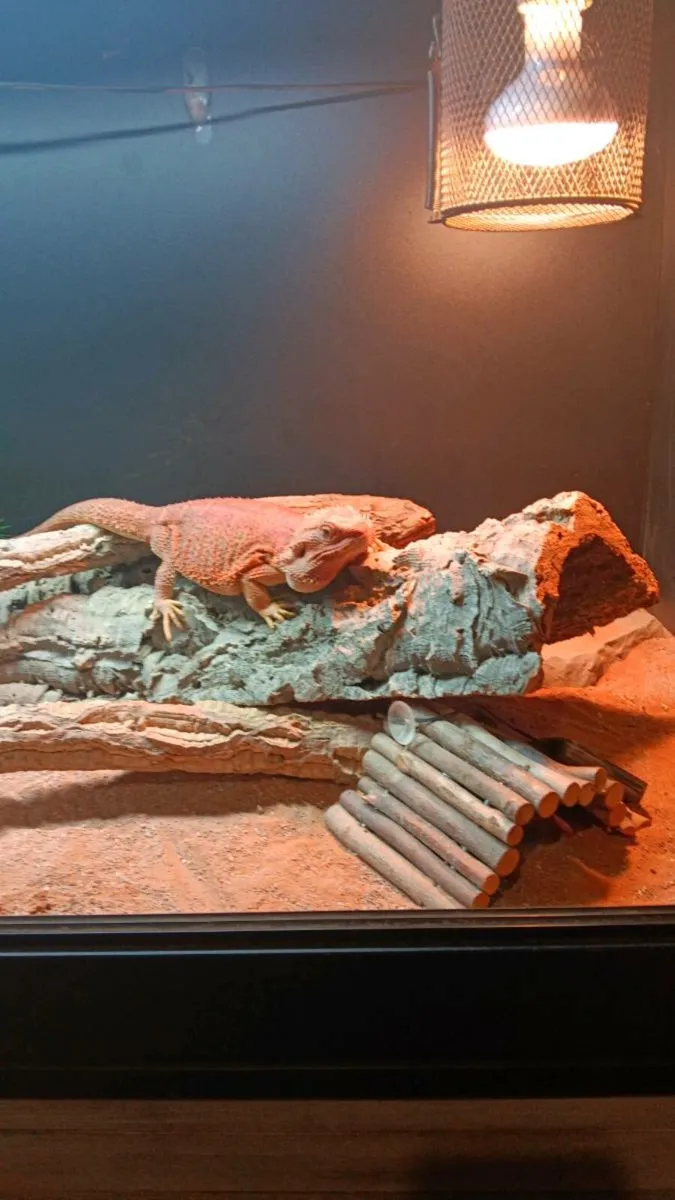 Beardie and enclosure - Image 2