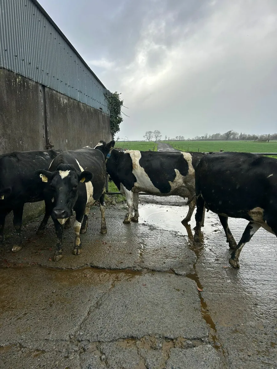 3 young cows - Image 1